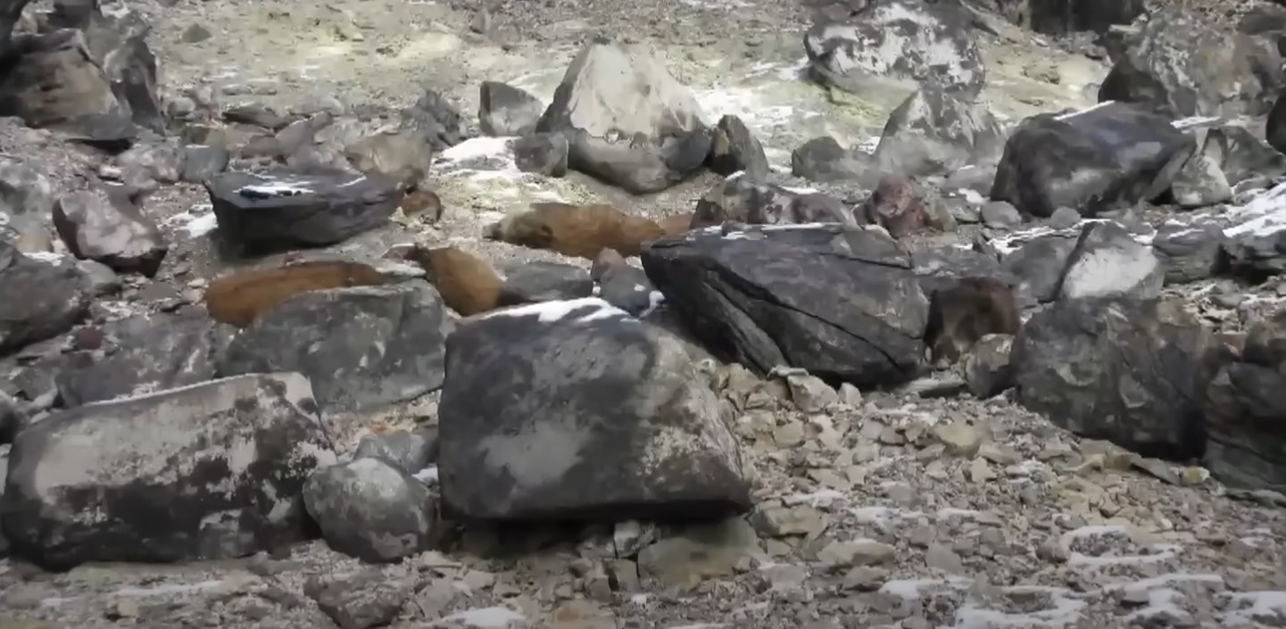 當局本月初在殺生石附近發現8隻野豬屍體。(互聯網)