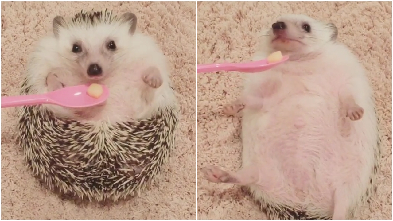 刺蝟仔見嘢食 由個波攤番開 (有片)