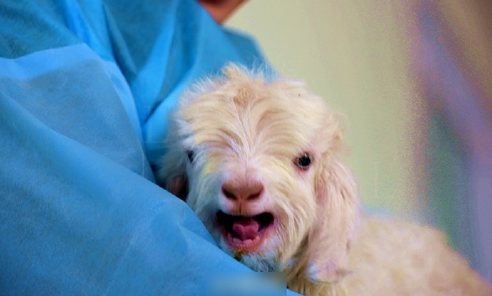 全球首隻複製白絨山羊內蒙古誕生