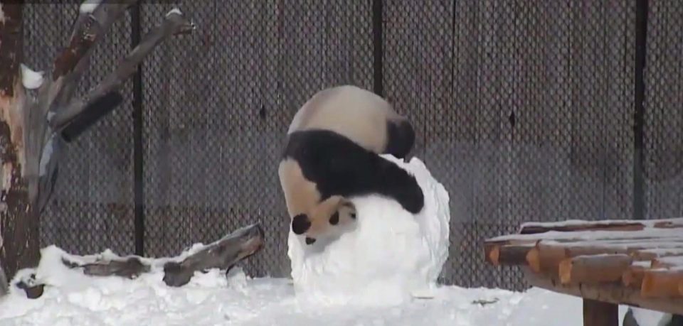 傻更更玩雪人 肥嘟嘟大熊貓可愛爆燈(有片)