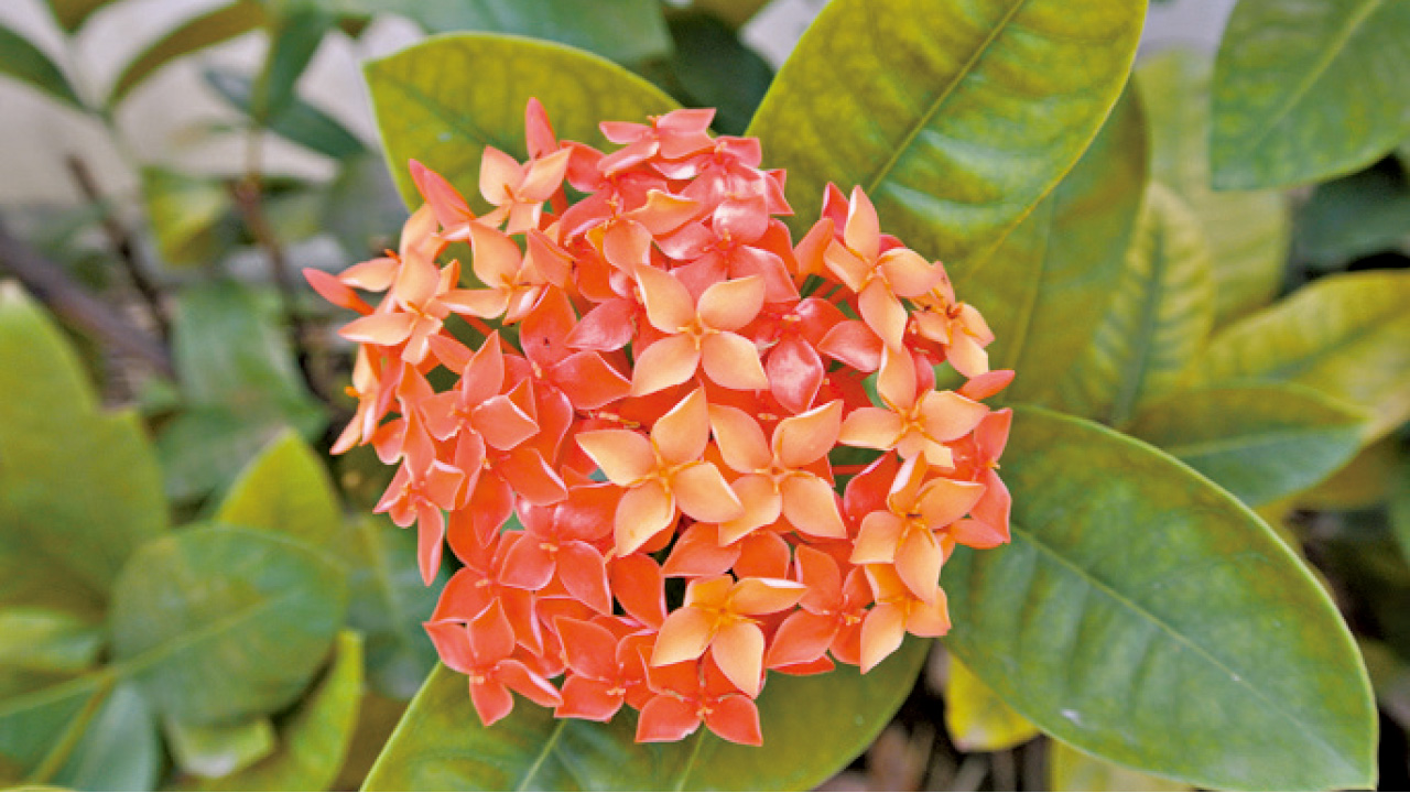 【特稿】親親樹木 感受歡愉