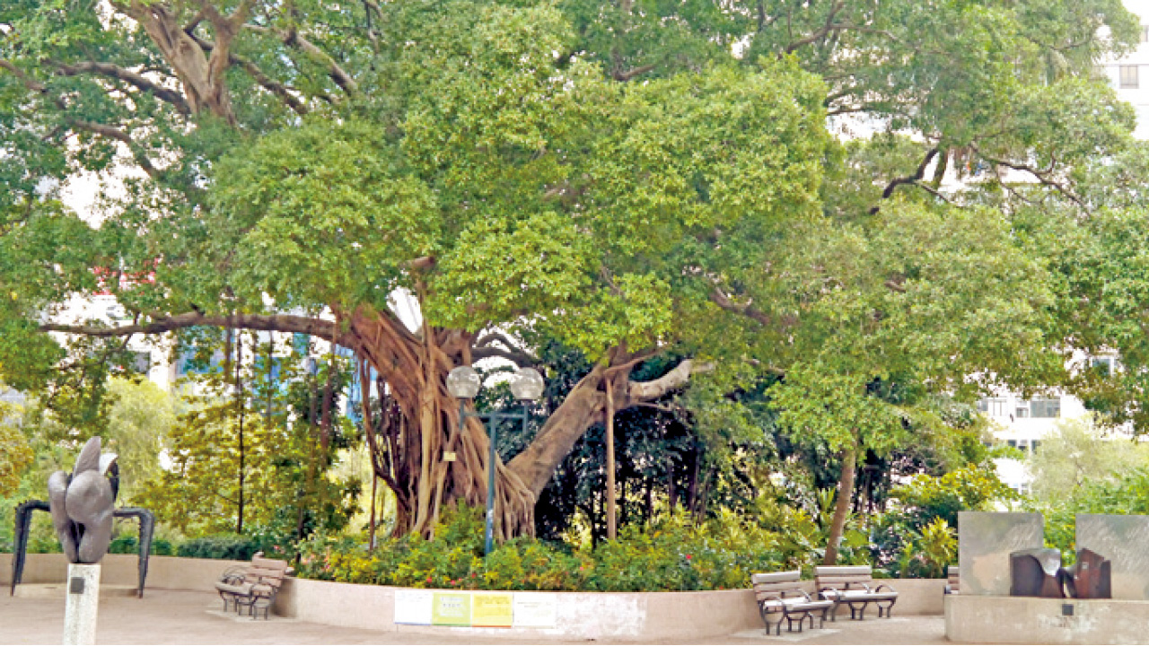 【特稿】世上最強的植物