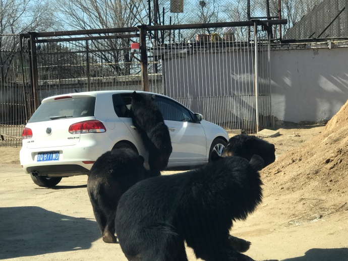 遊京動物園黑熊區開車窗 小童險被傷