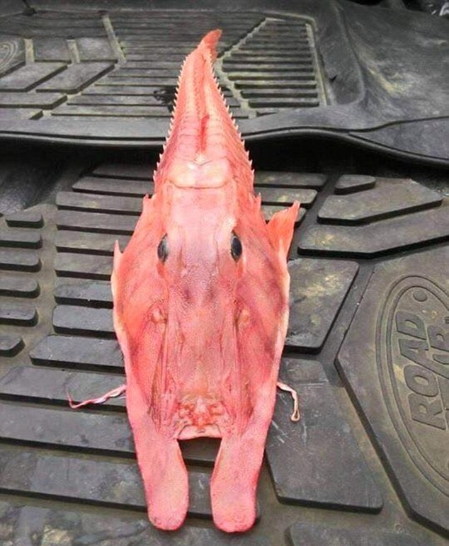 蝦魚合體  紅魴嚇鬼