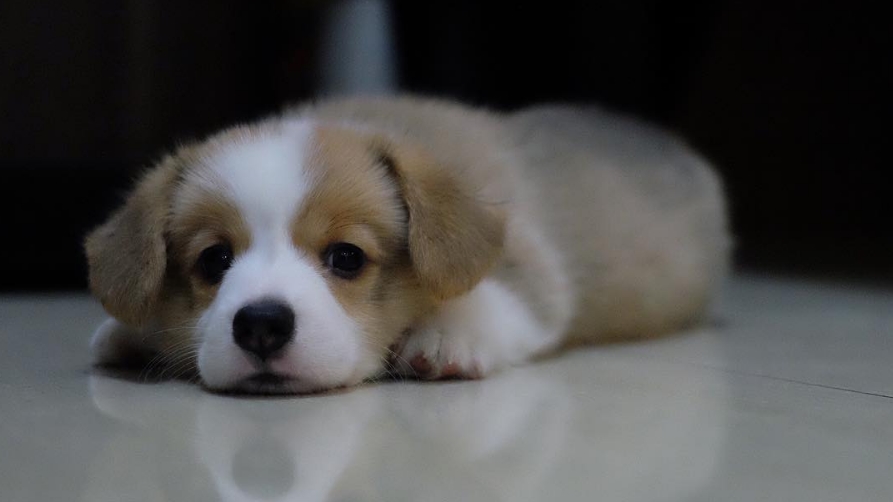 懶狗狗行幾步已累趴 (有片)