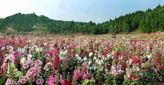 十年打造千畝鮮花山谷 見證川夫婦26年深情