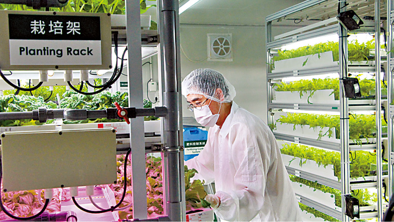 新研4水耕菜應市 冰菜營養高 味如鹹蓮霧