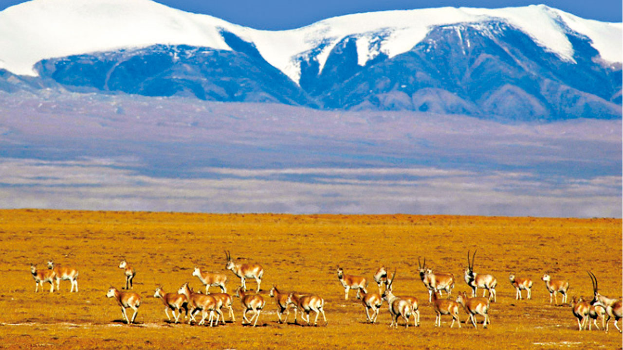 廈門鼓浪嶼青海可可西里申遺 中國望成最多世界遺產國家