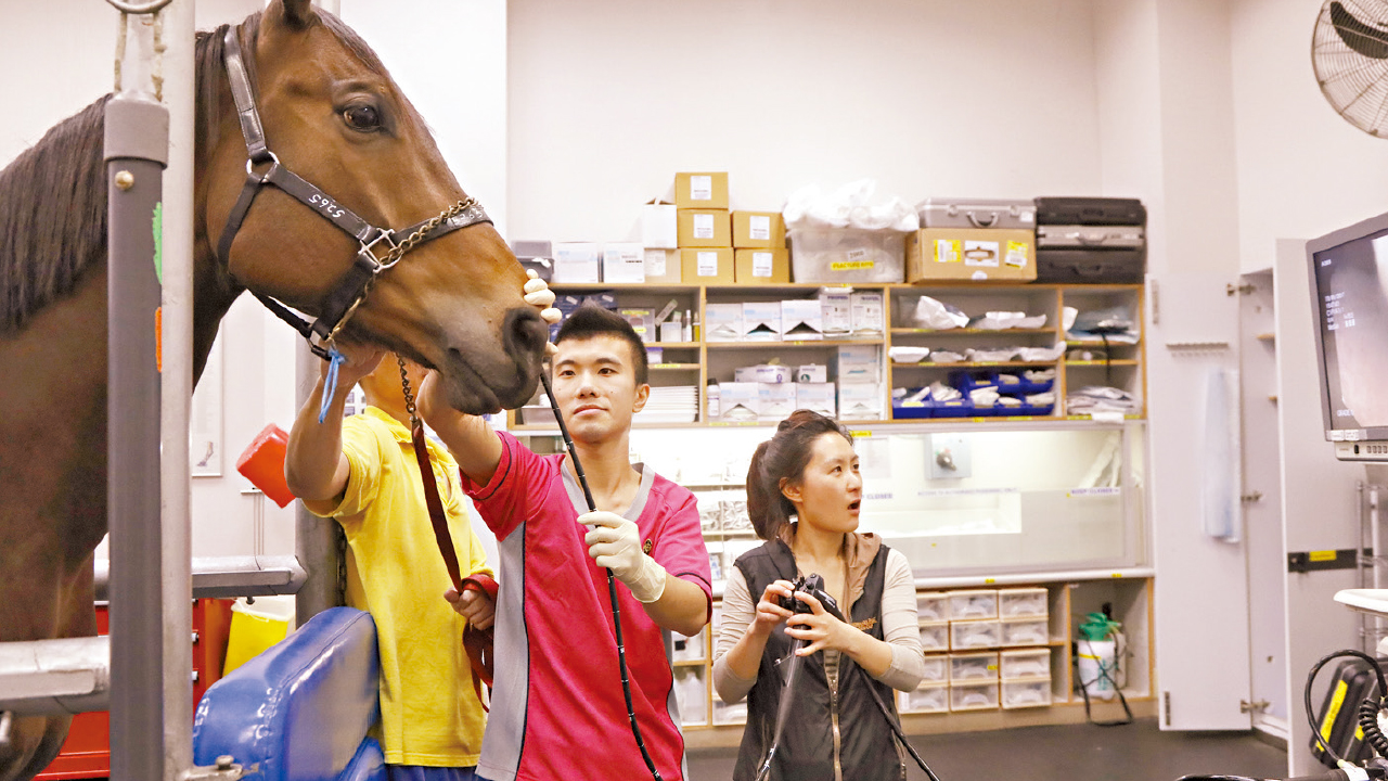 馬會招新賽事見習學員  獸醫事務技術員成新出路