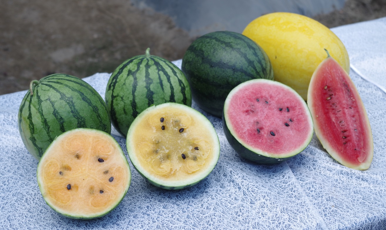 本地有機西瓜節新品種「新蘭」登場