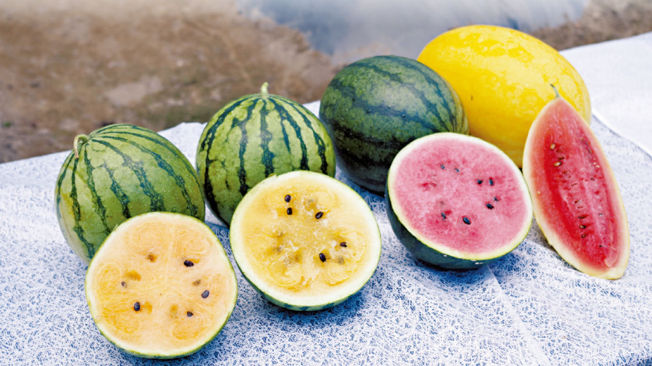 本地有機西瓜節明開鑼 新品種「新蘭」登場