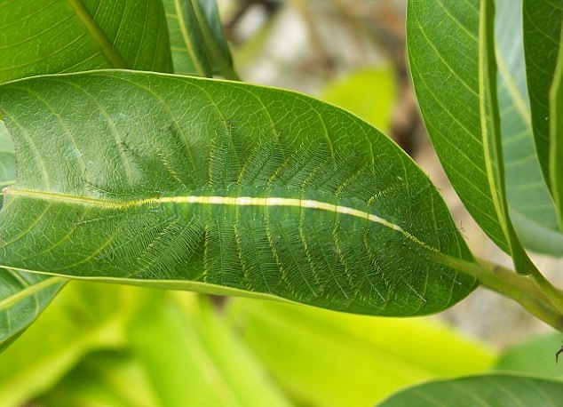 隱形大師 金睛火眼始現身