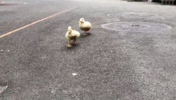 小黃鴨為乜忽然加速？原來趕住見friend(有片)