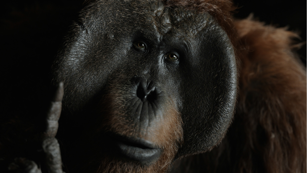 猿人是怎樣煉成的?