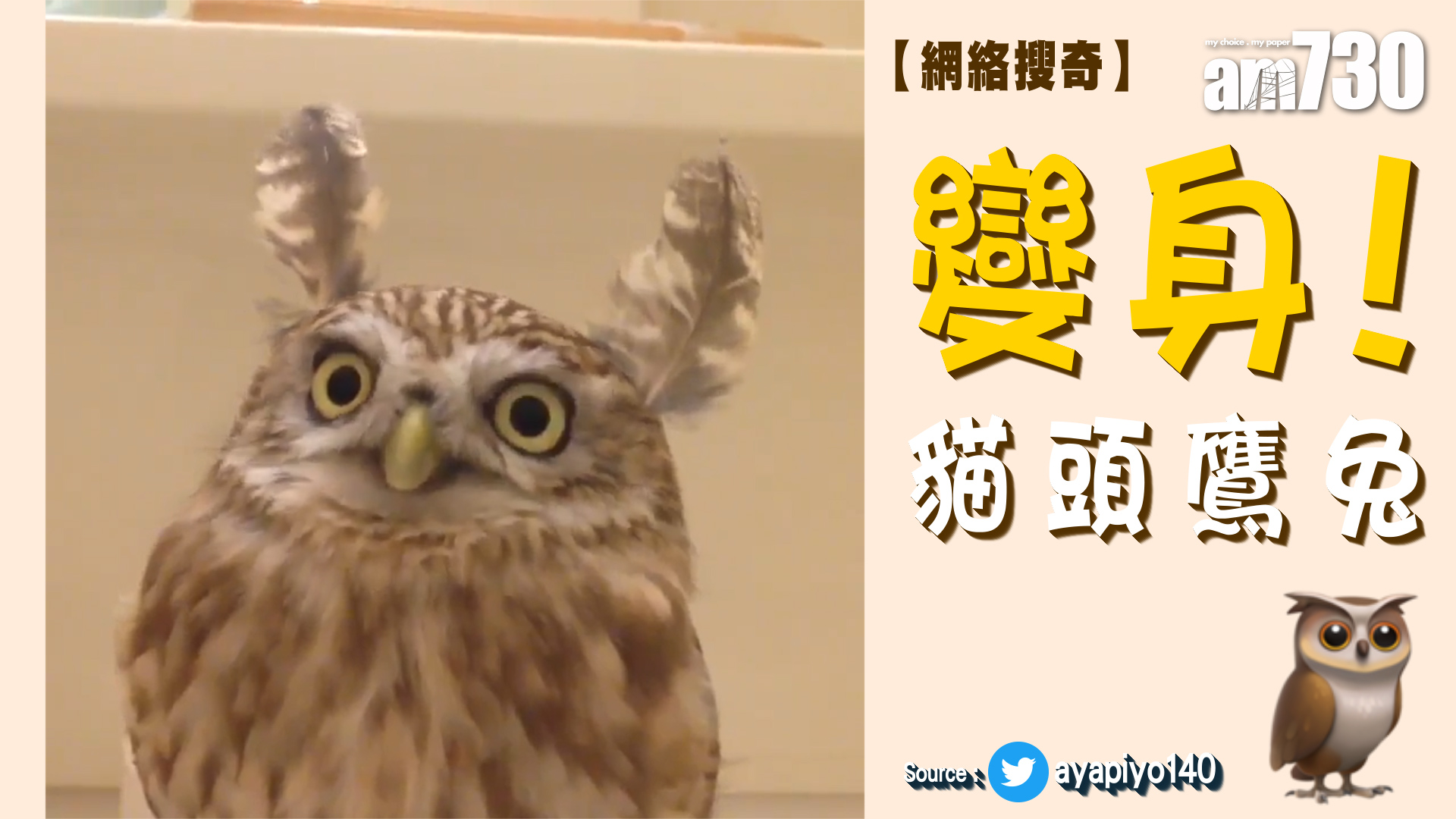 變身！貓頭鷹兔