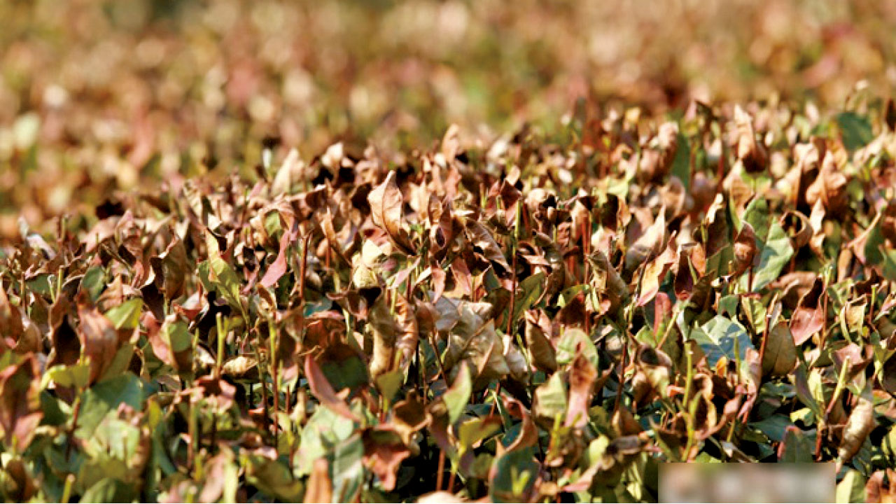 熱浪致茶樹烤焦 西湖龍井恐減產