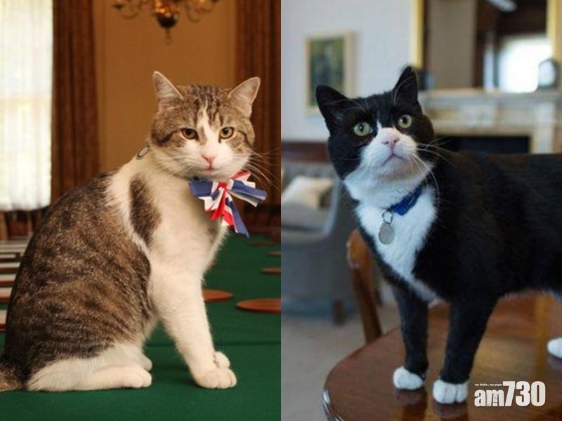 捕鼠政績遠遜外相貓 「英國第一貓」上班愛打盹