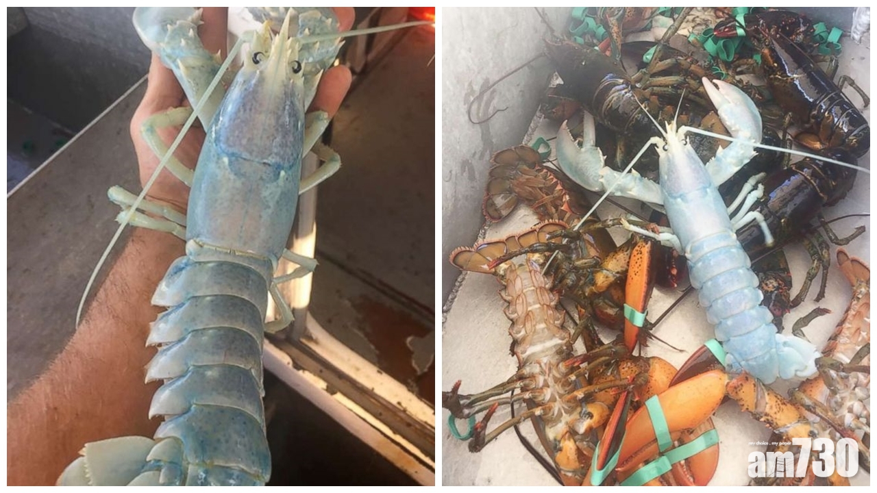 美國漁民捕獲罕有半透明藍白色龍蝦