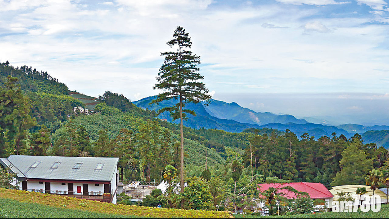 台灣 嘉義縣 阿里山的愛玉情