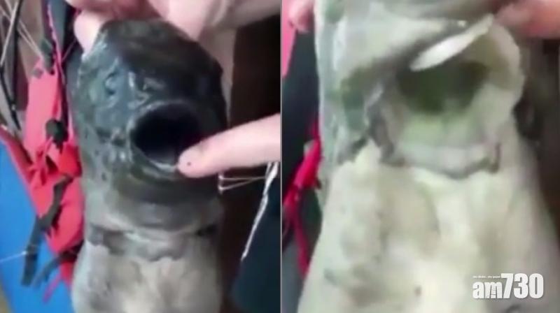 【有片】變種怪物？俄發現雙口魚