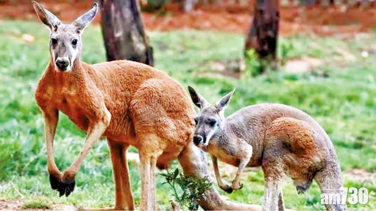 澳洲袋鼠氾濫擬輸中國 網民嫌棄