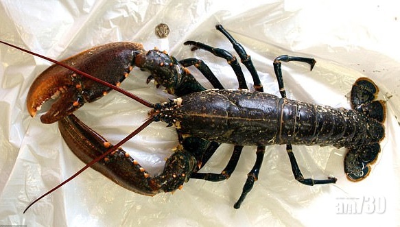 積福定作孽？放生海產罰15萬