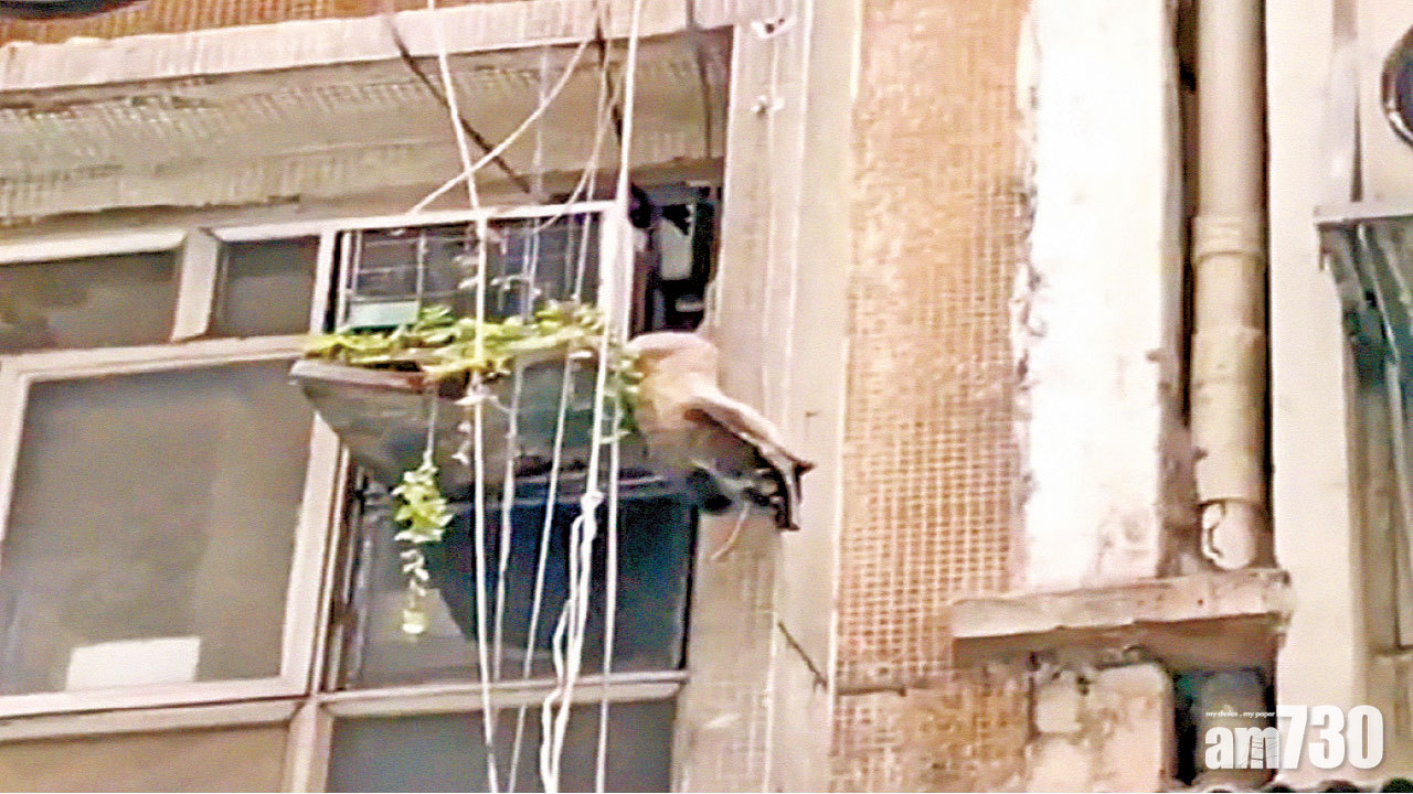 疑匿藏唐樓半年 果子狸中環出沒