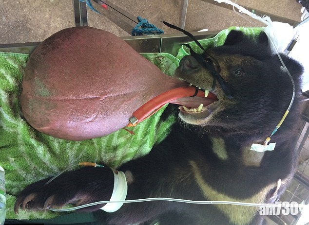 巨脷熊劫後重生