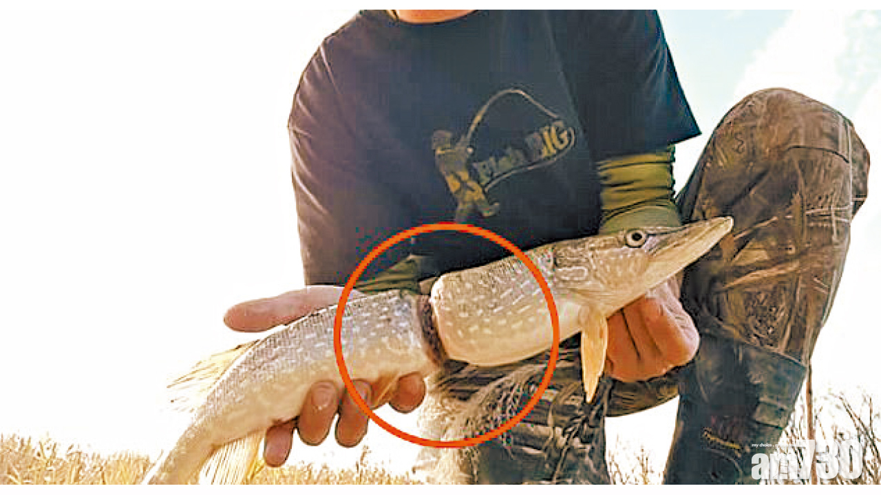 撿走你的垃圾！纖腰魚的控訴