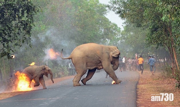 【於心何忍】印度象B被燒照片獲獎