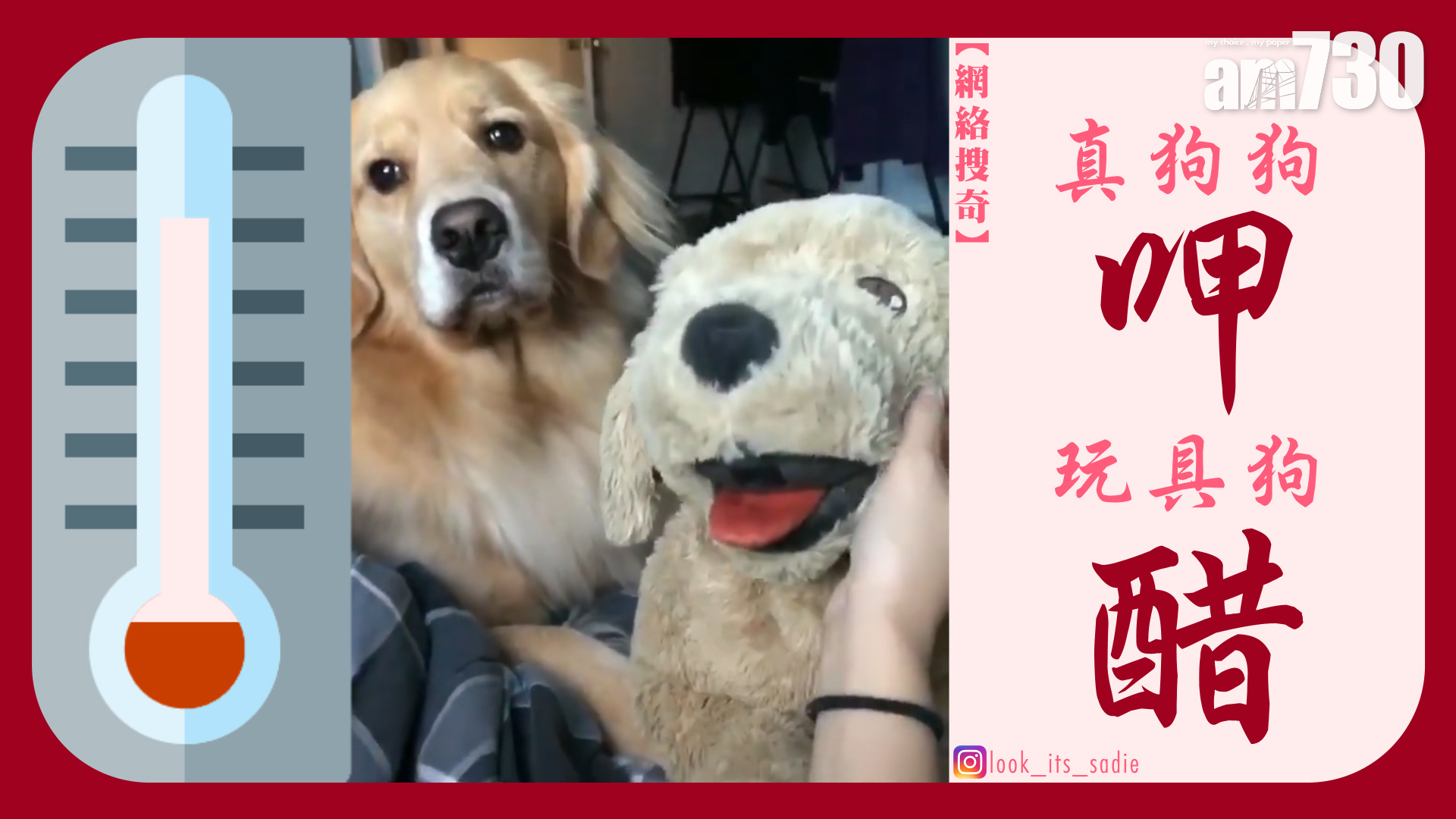 真狗狗呷宜家狗醋