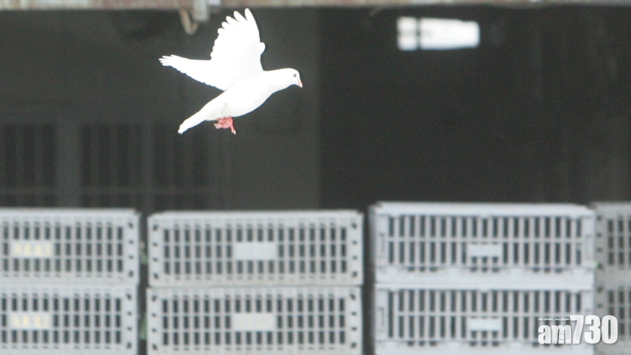 本港接通報 雲南新增一宗人類染H7N9個案