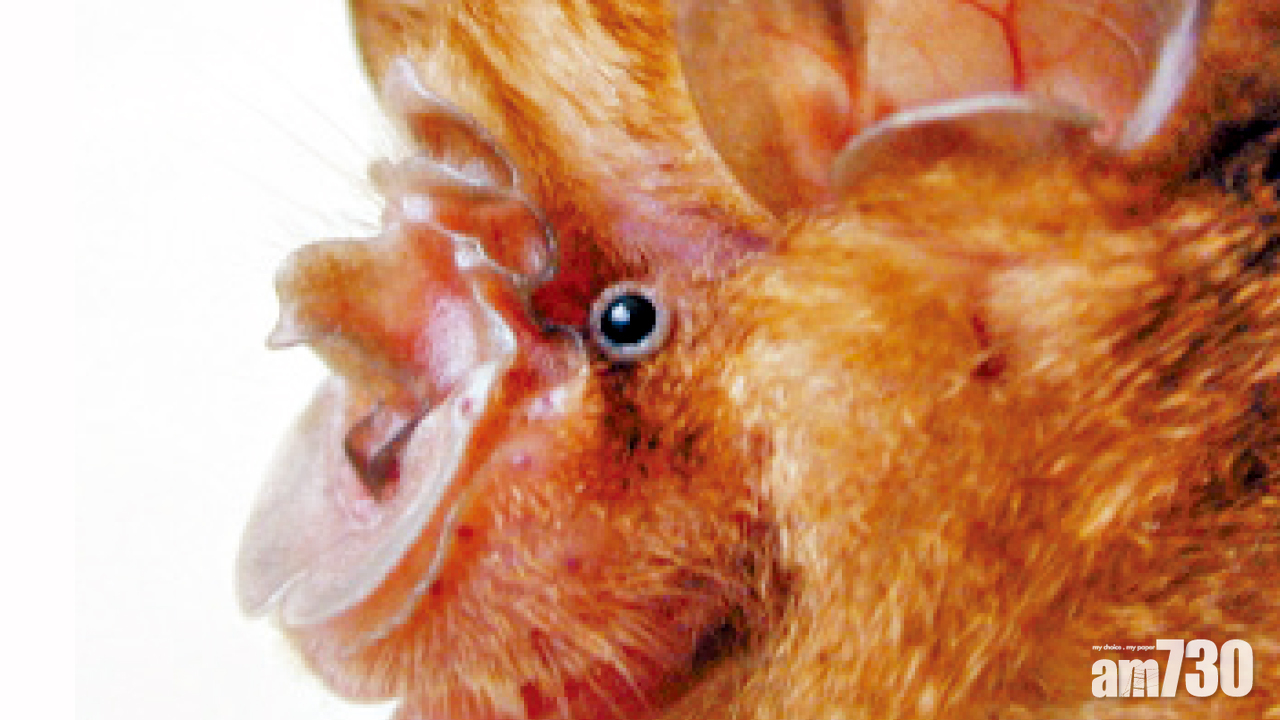 中科院雲南找到沙士病源蝙蝠