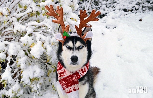 有乜好笑！燶面雪橇犬笑死人