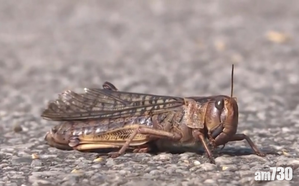 大量蝗蟲現船灣淡水湖集水區