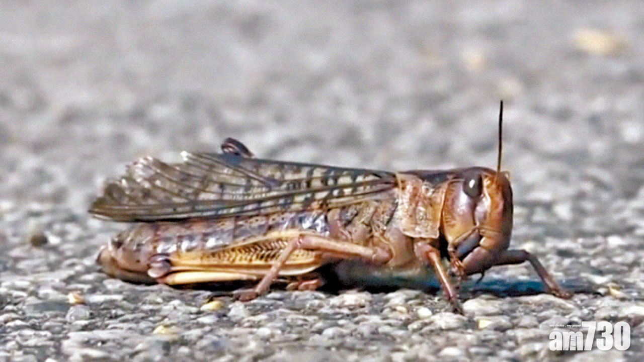 蝗蟲未影響船灣淡水湖水質