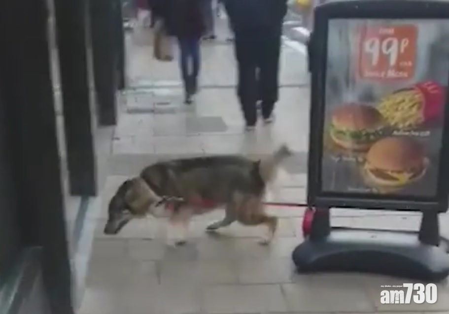 主人排隊買食物 不耐煩狗狗拖招牌進店