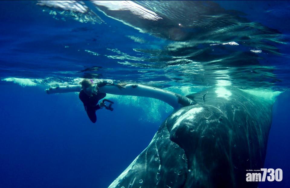 潛水驚遇虎鯊 幸得座頭鯨魚相救