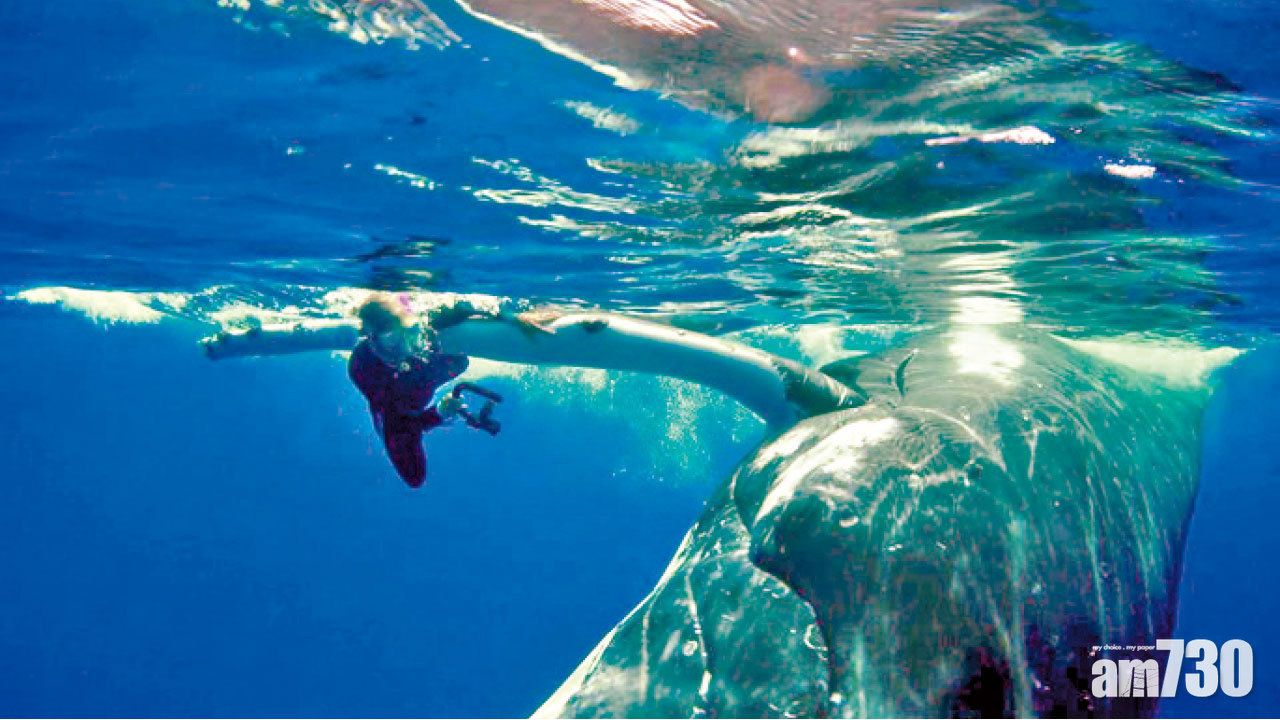 潛水驚遇虎鯊 幸獲座頭鯨相救