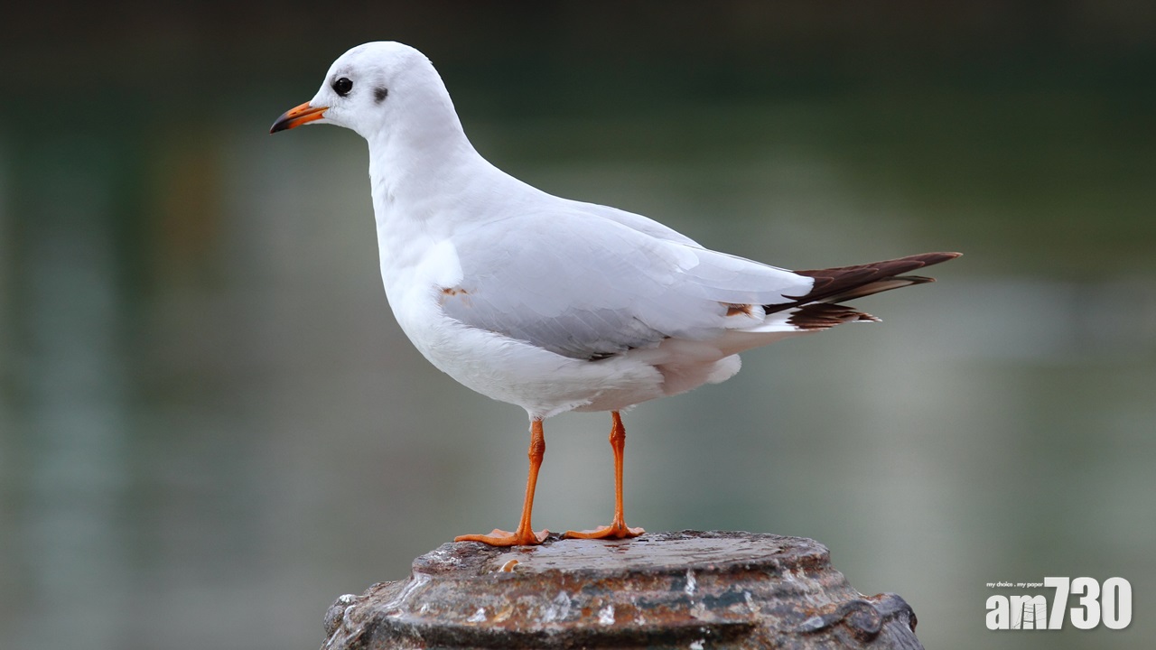 流浮山紅嘴鷗屍體證實染H5N6禽流感