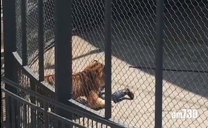 福州動物園老虎 訓練時咬死馴獸師