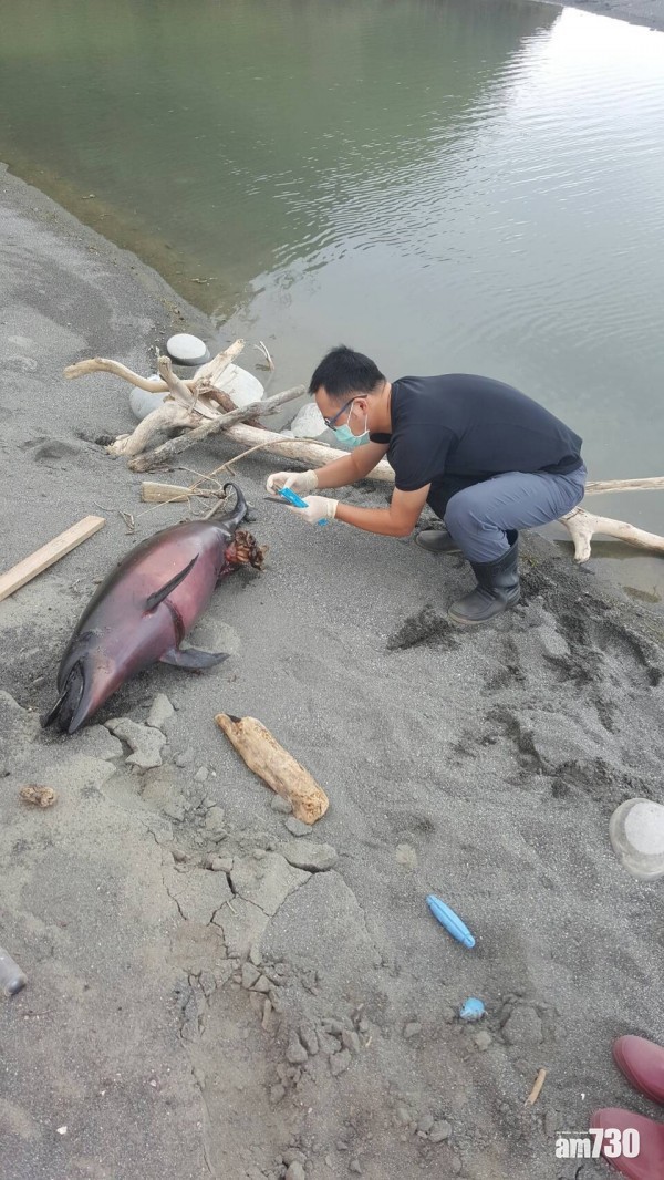 5日2宗 花蓮鯨豚擱淺亡