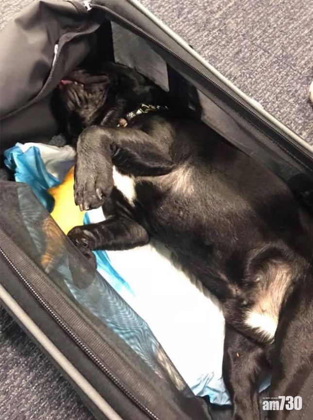 【狗狗枉死】幼犬遭放行李架亡 聯航認錯