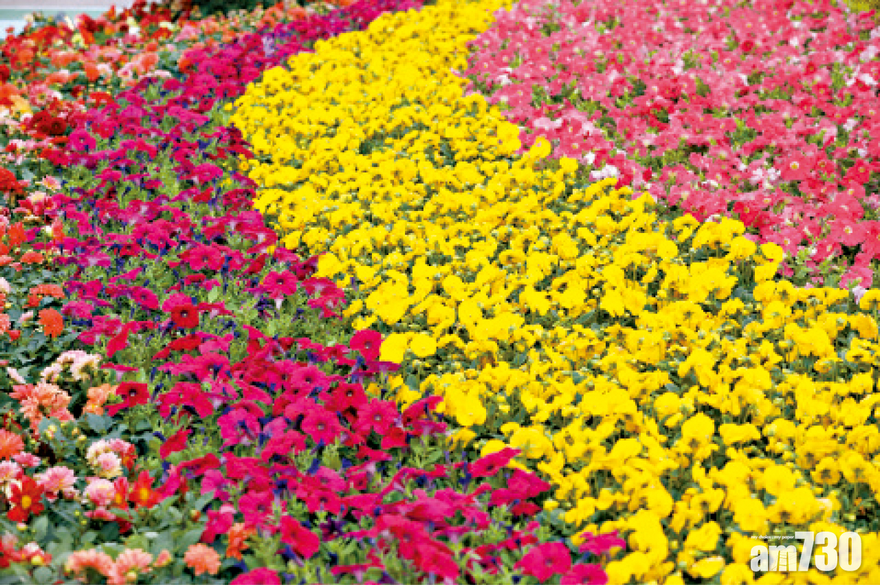 花花世界．全部都係花