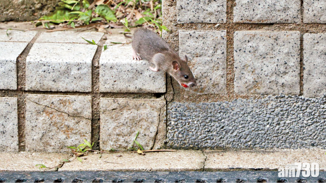 源自齧齒動物 10年接6宗 漢坦病毒感染