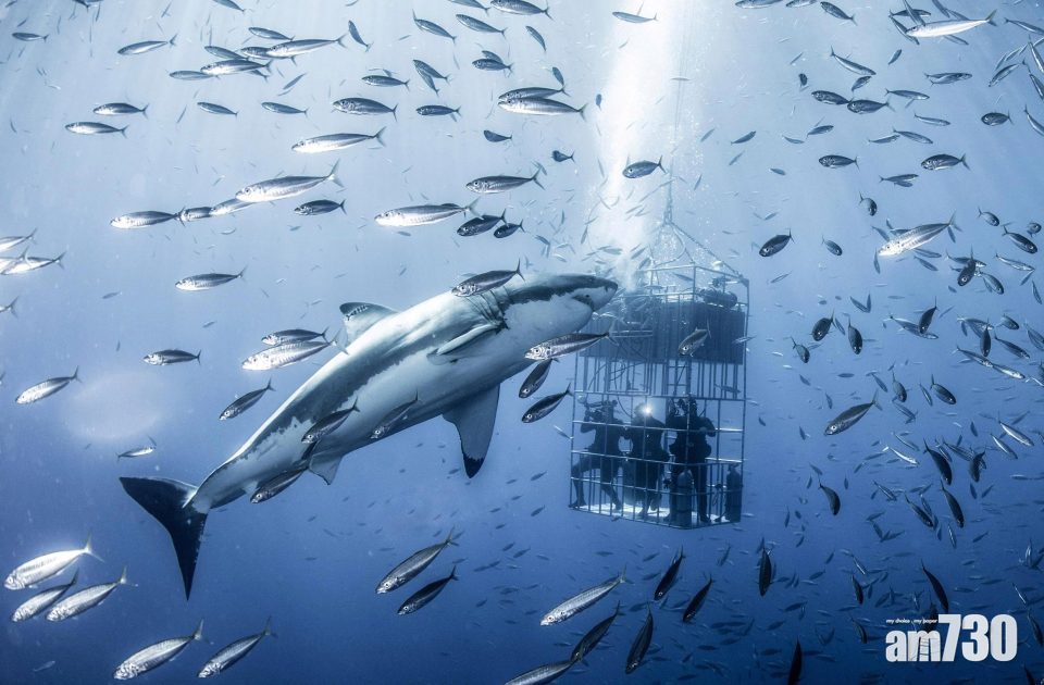 【唔係拍戲】20呎大白鯊現身墨西哥灣