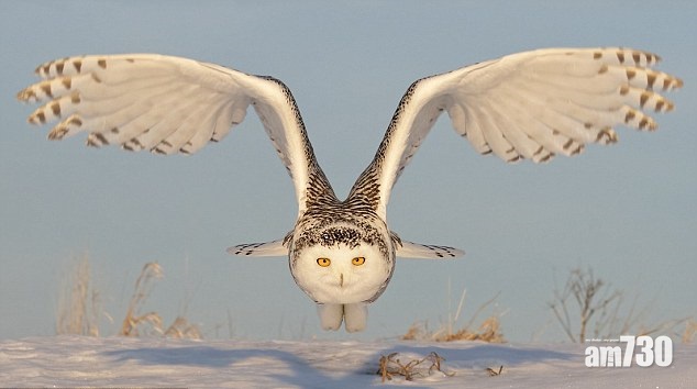 雪鶚搵食靜音蠱惑招