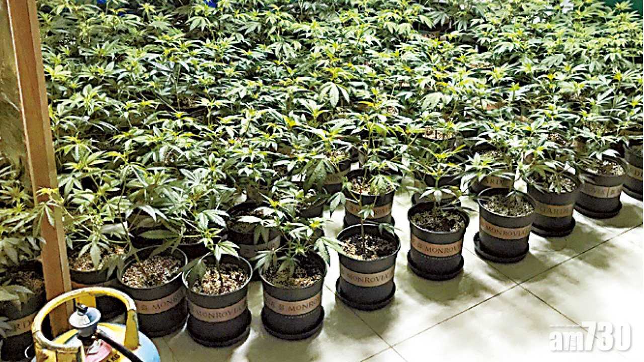 金錢村獨立屋成種植場  警檢1600萬大麻拘2漢