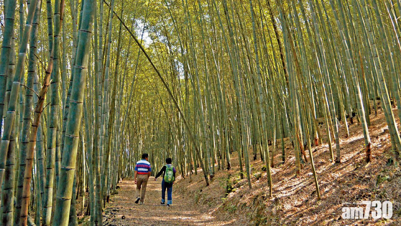 竹林深處尋茶香 台灣  嘉義縣