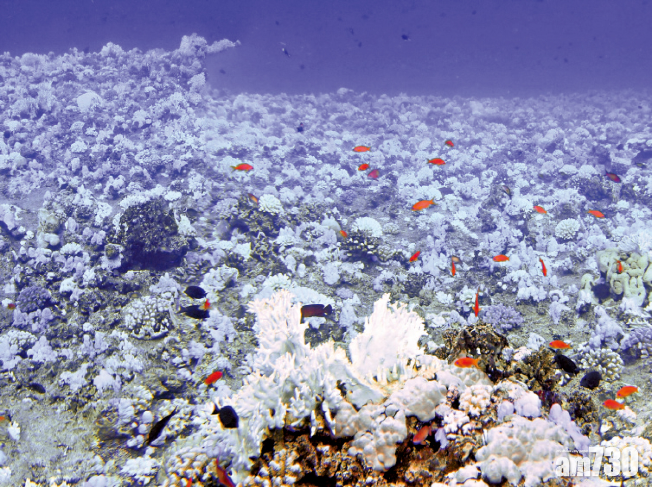 港大揭珊瑚白化之謎  海水升溫共生藻拒分享能量